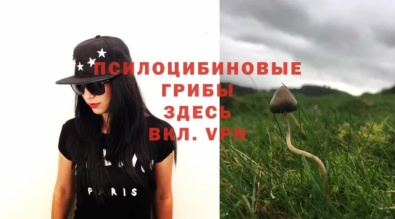 цена   Партизанск  Галлюциногенные грибы Psilocybe 